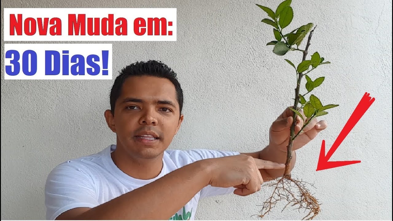 Como Fazer estaquia da forma correta! (nova muda em 30 dias)