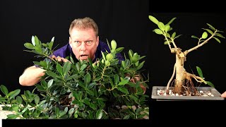 Harvesting a Ficus Cutting. Four years old. Ficus Microcarpa Bonsai