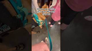 Jake Teaching A Little Girl About Service Dogs