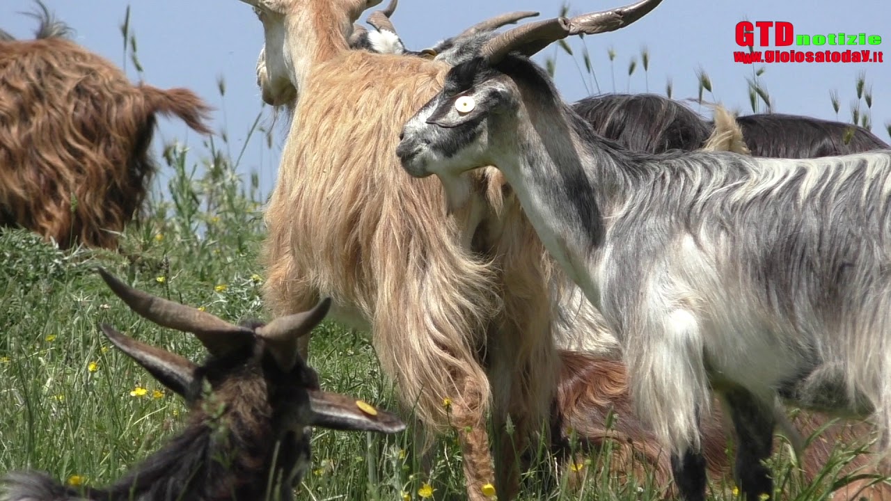 La Transumanza  - Alla riscoperta delle antiche trazzere dei #Nebrodi