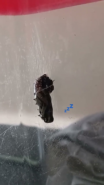 Day four! 🐛 T.W they might be unsettling for some people and there is some caterpillar 💩