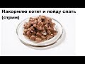 Накормлю котят и пойду спать (стрим)