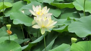 A Visit To The Lotus Pond 荷叶如伞，荷花如梦，池水静静地听着夏天的心事。”