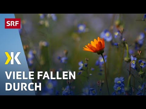 Video: Wildblumen-Zone-6-Sorten - Auswahl von Wildblumen für die Pflanzung in Zone 6