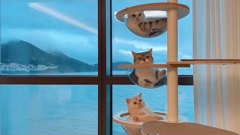 Getting used to the new house after moving-in with cats