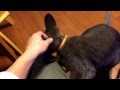 ワラビー劇場 甘えん坊♬