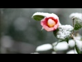 雪の宿/新沼謙治 カラオケ(ギター・バージョン)