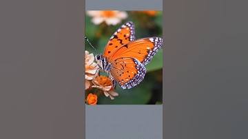 relaxing puzzle solving| #trending #puzzle #challenge #relaxing #calm #shorts #viral #butterfly