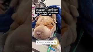 This is Shivan lying at the vet after her entropion eye surgery. #usa #canada #uk #germany