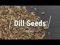 🔵 All About Dill 'Seed'
