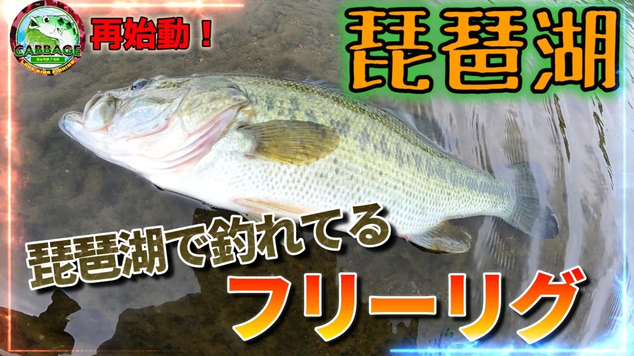 動画再開！琵琶湖釣れ出しました！3人で40アップ、50アップ連発！今フリーリグがアツい！一誠パワービビビバグ4.2インチ【琵琶湖バス釣り】