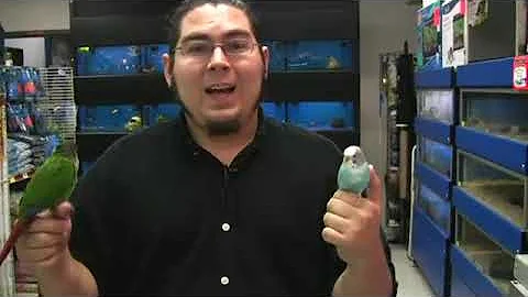 Can Parrots & Parakeets Live Together?