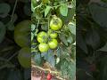 The Best Way To Get Bigger Tomato Farming Tips The Best Way To Get Bigger Tomato Farming Tips