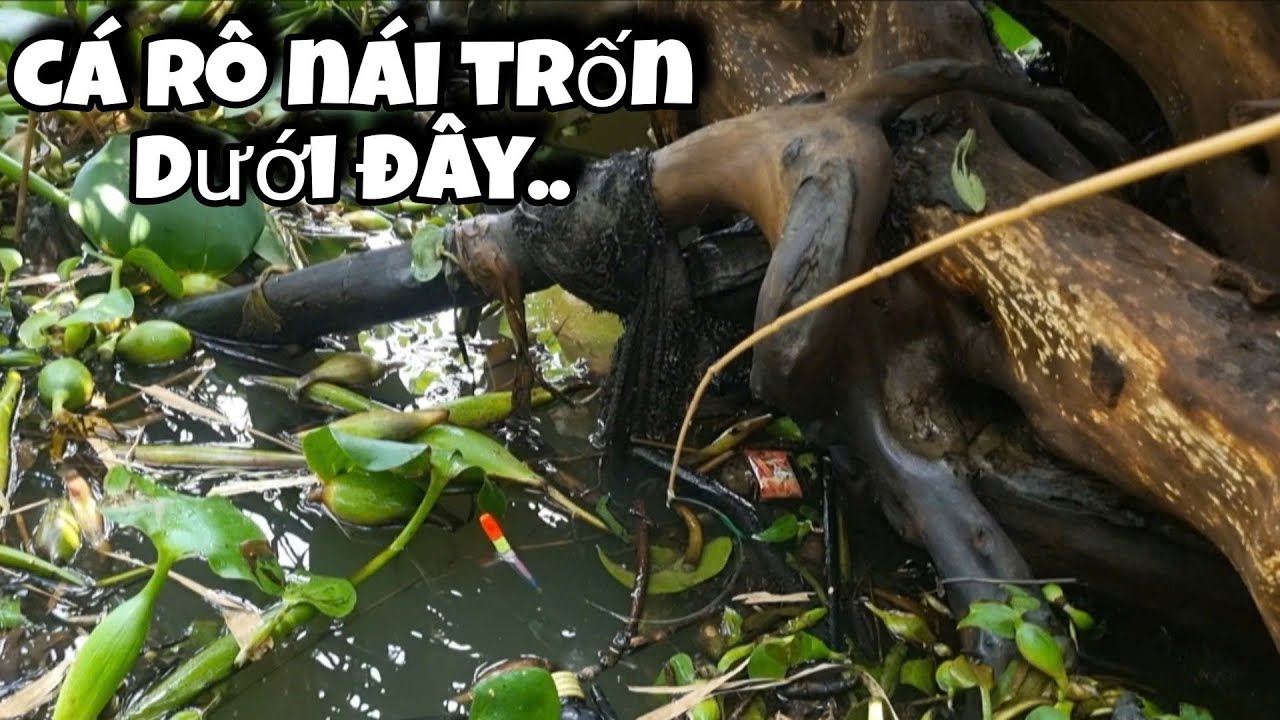 Tập 118 - Câu Cá Rô Kiểu Này Chắc Hết Cá Luôn, Giật Được Mấy Con Rô Nái Cũng Còn Hên