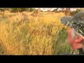 Motsomi Safaris Rifle Hunt Tsessebe Ginny