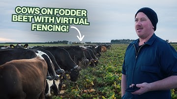 Halter works on fodder beet! | Halter on crop