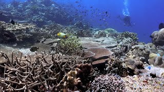 Coral Reef Scene, Solomons Islands at Kicha  2015