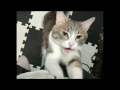 拾い主めがけて思いっきり飛びかかってくる元捨て猫【コンビプレイ】