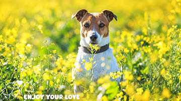 Peaceful Energetic Calming Puppies At Play With Soothing Relaxation Ambiance Classical Music