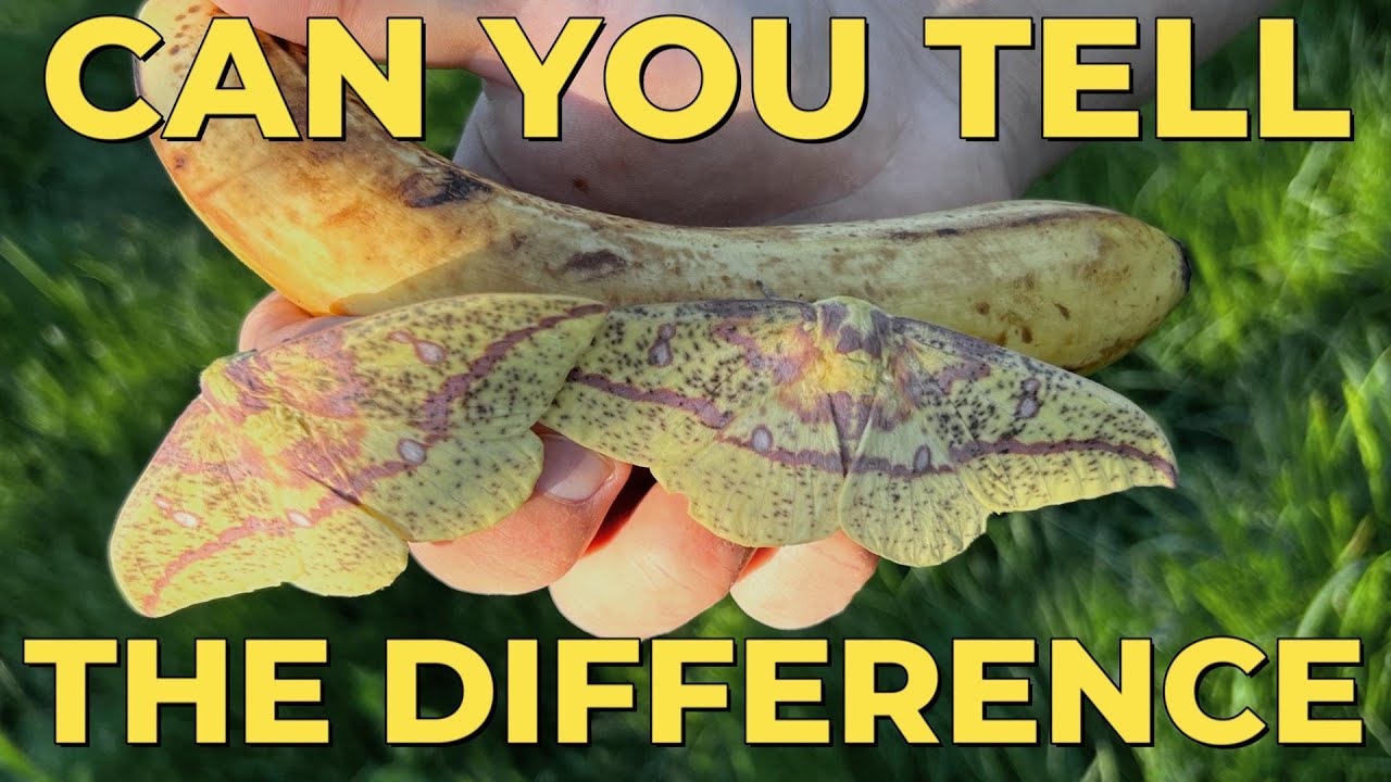 BANANA or MOTH