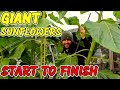 How to grow GIANT Sunflowers from Seed | START TO FINISH | UK