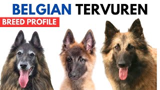 Belgian Tervuren Dog Breed Profile History - Price - Traits - Belgian Tervuren Dog Grooming Needs Belgian Tervuren Dog Breed Profile History - Price - Traits - Belgian Tervuren Dog Grooming Needs