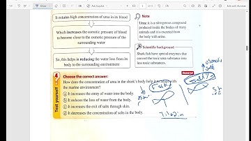 Lesson 6 Video Solution