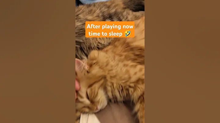 Watch the video about My cute and sweet Persian cats. L #cat #catlover #sleep #dubai #persiancat #shortviral #cattoys