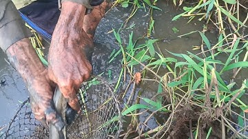 Hai vợ chồng mình đi bắt, cá cạn mà dính con cá lóc bự nha