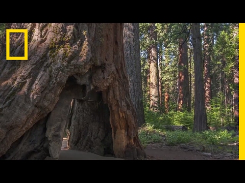 What Caused This Iconic Giant Sequoia Tree to Topple? | National Geographic Instructional Video