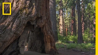 What Caused This Iconic Giant Sequoia Tree to Topple? | National Geographic