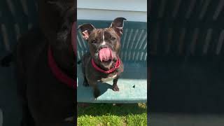 Meet Carina A Terrier, Staffordshire Bull Currently Available For Adoption 822023 35637 Pm