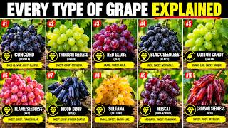 Every Type of Grape Explained