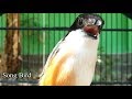 Pancingan Ini Ampuh Mendokrak Cendet Anda Gacor Ngamuk Dan Bongkar Isian Mp3 - Mp4 Download
