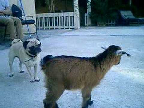 pug vs baby yoda the pug vs baby goat pug vs baby yoda the pug vs baby goat