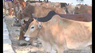 Myanmar Cattle Import News by Nurun Nabi_Ekushey Television Ltd. 08.04.17