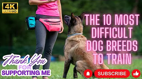 The 10 Most Difficult DOG Breeds to Train - You Have to Know Before Adopt