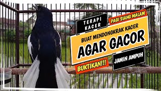 🔴 KACER GACOR NGEPLONG MANGGIL LAWAN !! TERAPI BUAT MENDONGKRAK KACER AGAR MAU GACOR AUTO NYAUT !!!