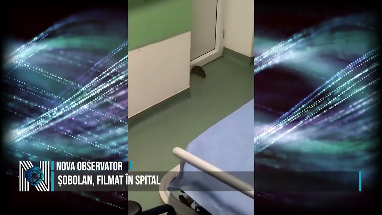 Șobolan, filmat în spital Șobolan, filmat în spital