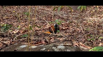 Qaib dib quas zoo 2022-2023. ไก่ต่อขันม่วน pikatayam hutan2022-2023