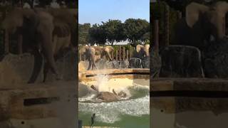 Elephant Falls of Cliff in Enclosure! #shorts