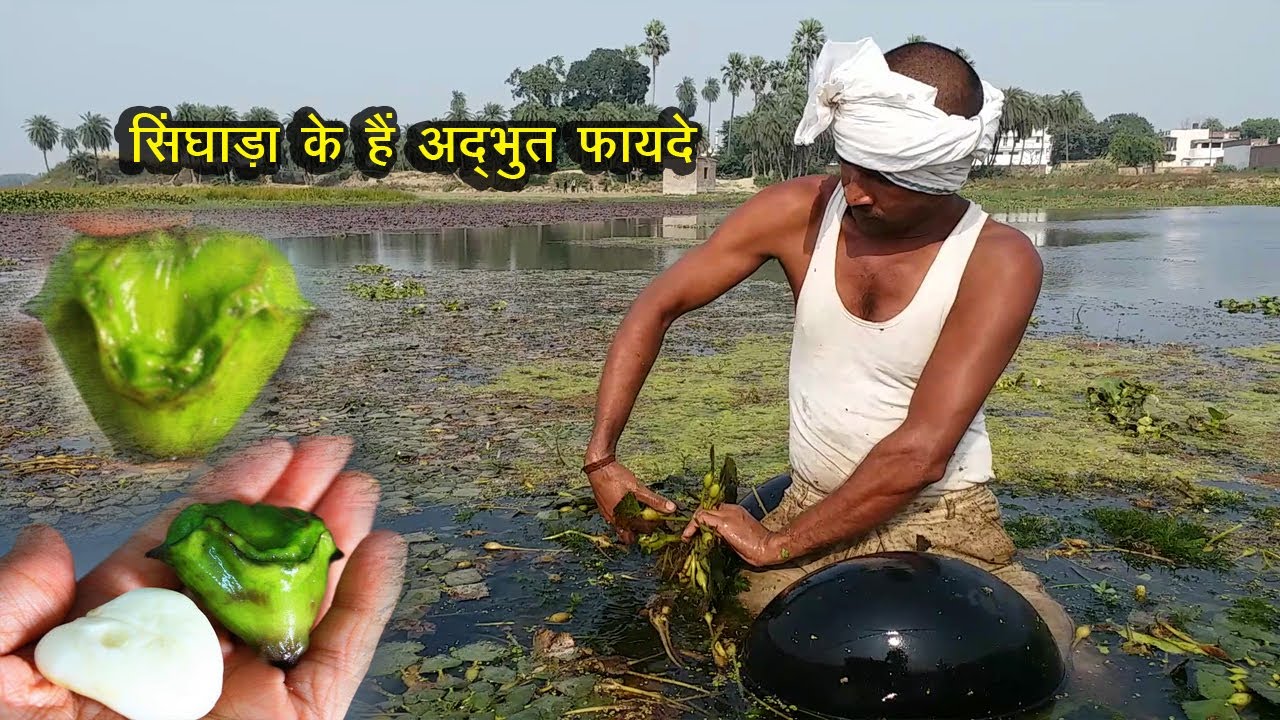 Part 2 Water Chestnut Farming and Benefits सिंघाड़ा के हैं अद्भुत फायदे