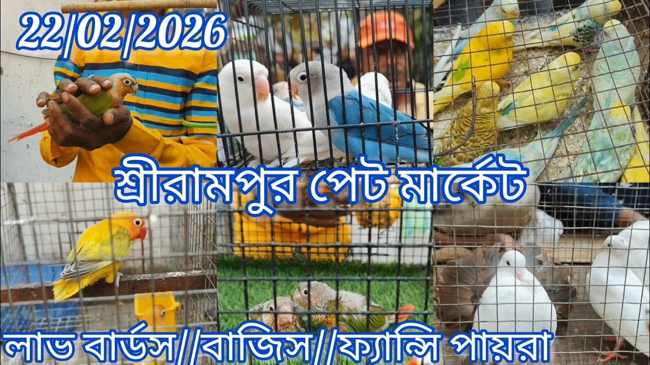 Shrirampur Pet Market 🐦 Recent Birds Price Update🐦22/02/2026🐦 লাভ বার্ডস//বাজিস//ফ্যান্সি পায়রা 🕊️