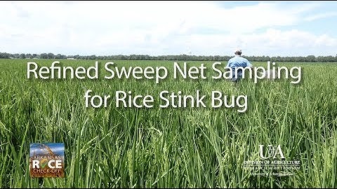 Refined Sweep Net Sampling for Rice Stink Bug