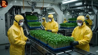 Complete A to Z Process of Hydroponic Grass Production for Cattle Feed in Modern Factory