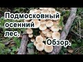 Грибы в Подмосковном лесу есть. Обзор грибного леса в осеннюю пору. DIY &amp; DACHA. #132.