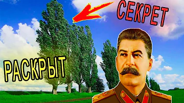 Для чего в СССР всюду высаживали тополя.  Этот секрет раскрыт
