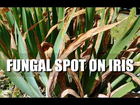 Vídeo: Root Rot In Iris - Aprenda a tratar a podridão da íris no jardim