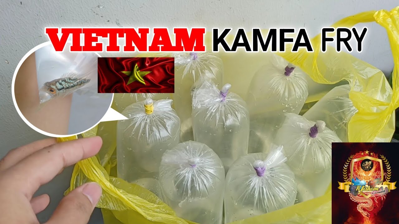 Vietnam Kamfa fry