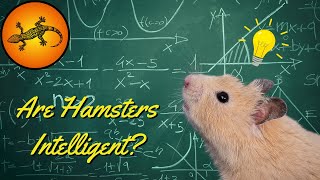 Are Hamsters Intelligent?
